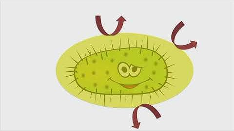 G Crayford NSch 2017 - Reducing Antibiotic Use in Pig Production