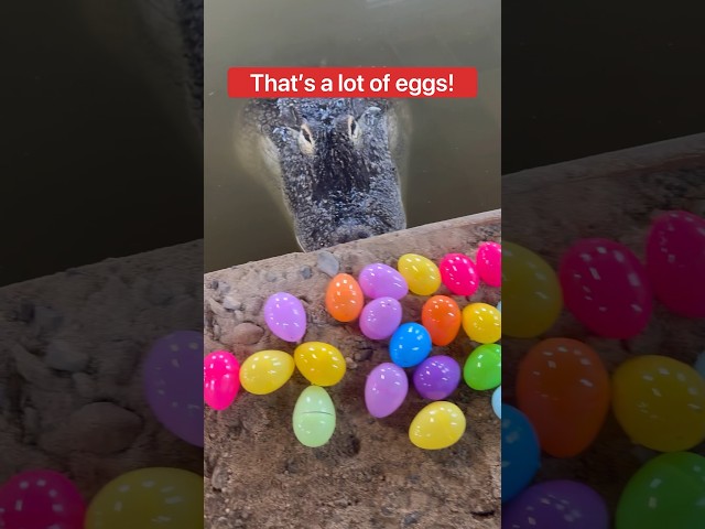 How Many Eggs Can An Alligator Lay?!🤔🥚🐊#shorts #easter class=