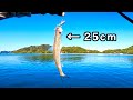 釣りたてのエソを泳がせるとまさかのまさかでした