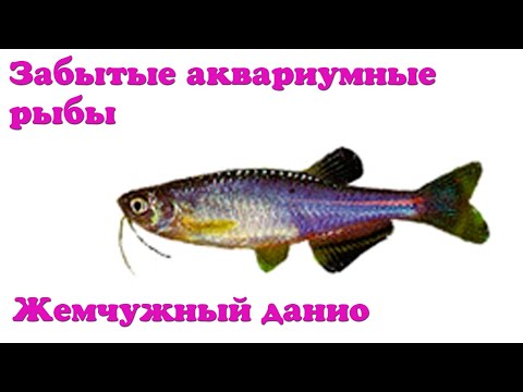 Жемчужный данио - Забытые аквариумные рыбы