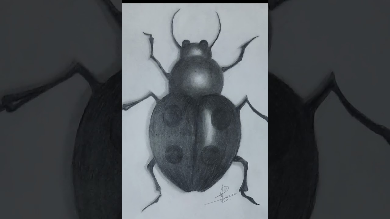 Bug🐞realistic sketch 