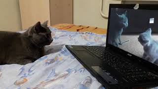 Кошка смотрит видео о себе и своем котенке Кошка смотрит видео о себе и своем котенке