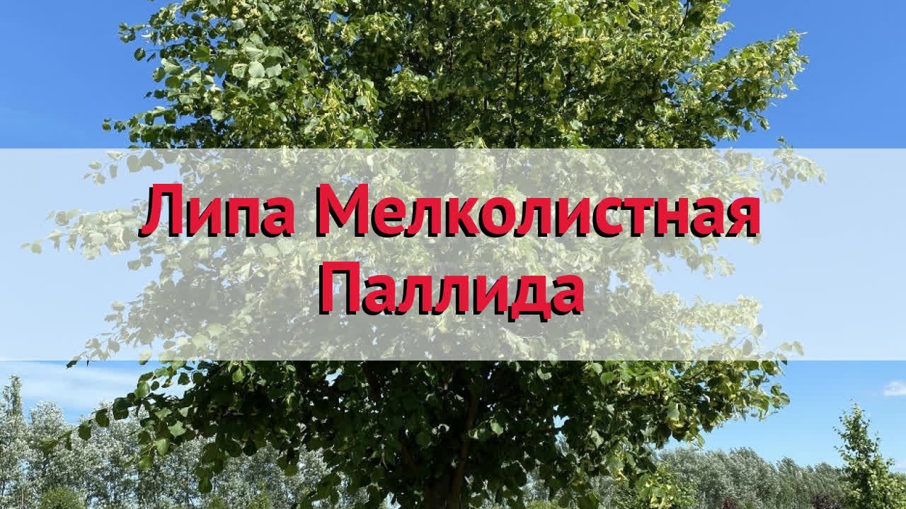 Липа мелколистная Паллида 🌿 Обзор: посадка и уход. крупномеры липы ...