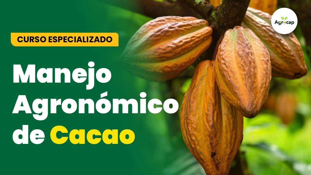 CURSO GRATUITO: MANEJO AGRONÓMICO DE CACAO - MÓDULO I