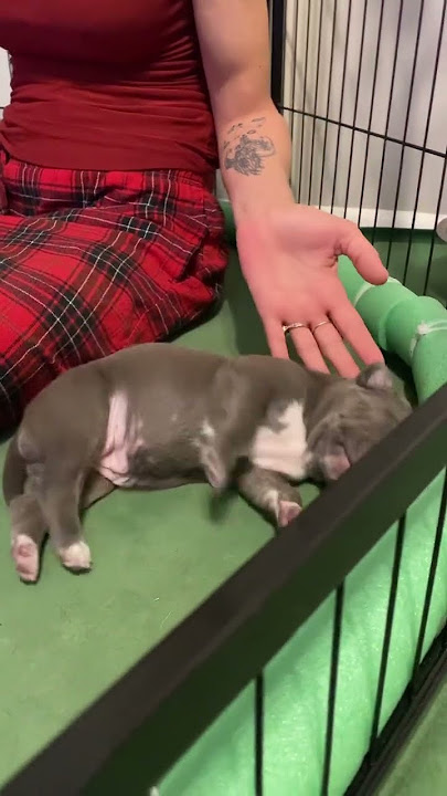 Nobody sleeps 🛌 that good 😊 #puppy #sleep