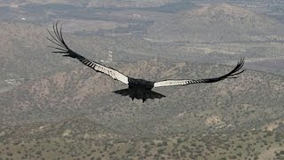 Flight of the Condor