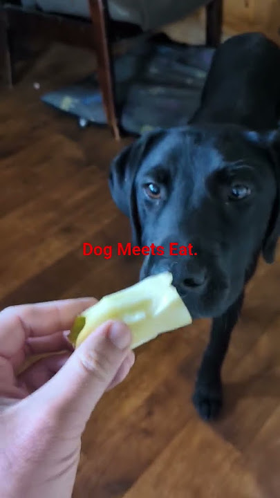 Dog Meets
