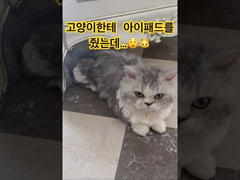 아이패드로 게임하는 고양이🐱 진짜 가능해?😲 | Cat Plays iPad Game