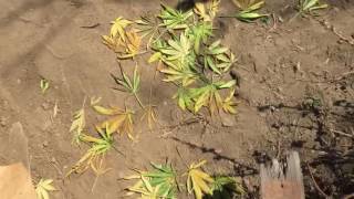 Outdoor medical garden 2016