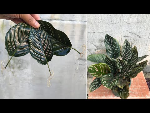 Propagating Calathea Ornata By Leaves Is Surprisingly Effective