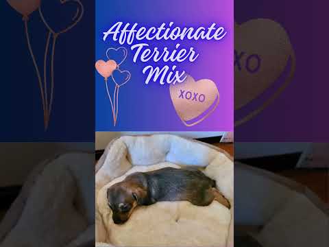 Adoptable Hattie Jean puppy! #shorts #adoptme #dog #cute #viralvideo #shortvideo #youtubeshorts