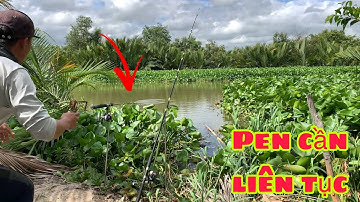 Câu Cá Tra Sông | Gặp Bãi Này Cá Ăn Liên Tục Bóp Mồi Không Kịp Luôn | Fishing Miền Tây