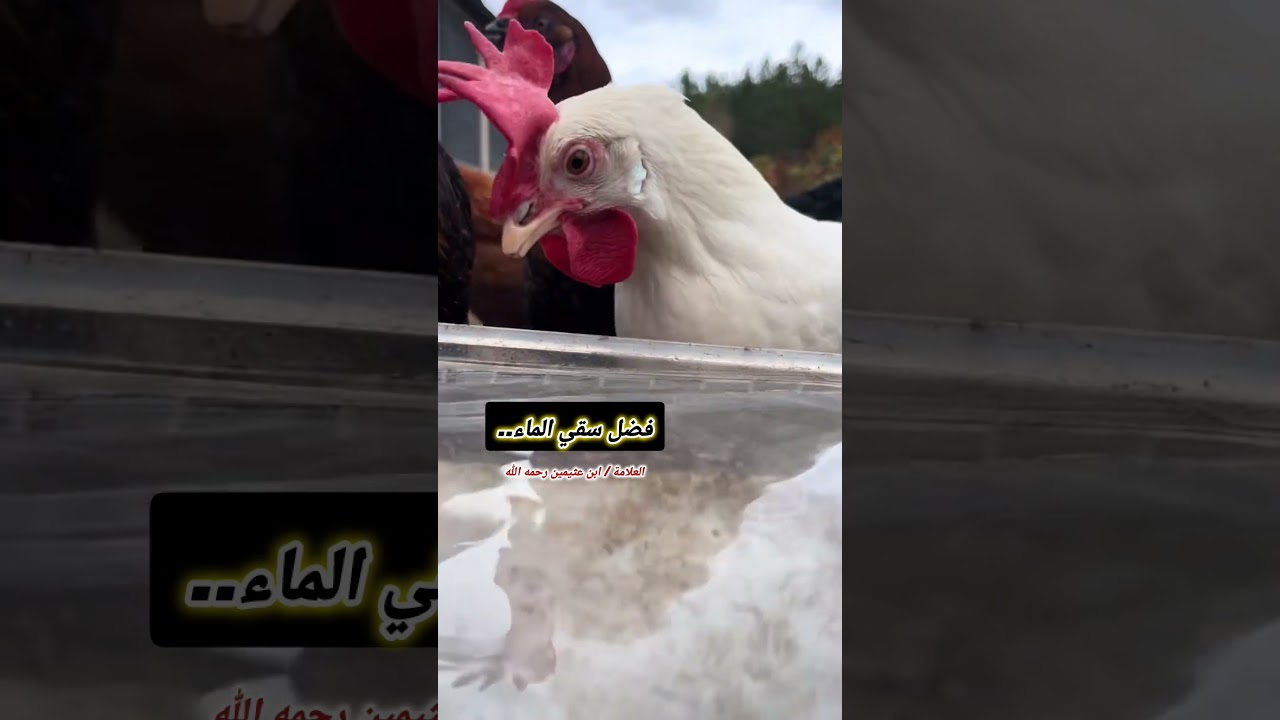 فضل سقي الماء.. / العلامة ابن عثيمين