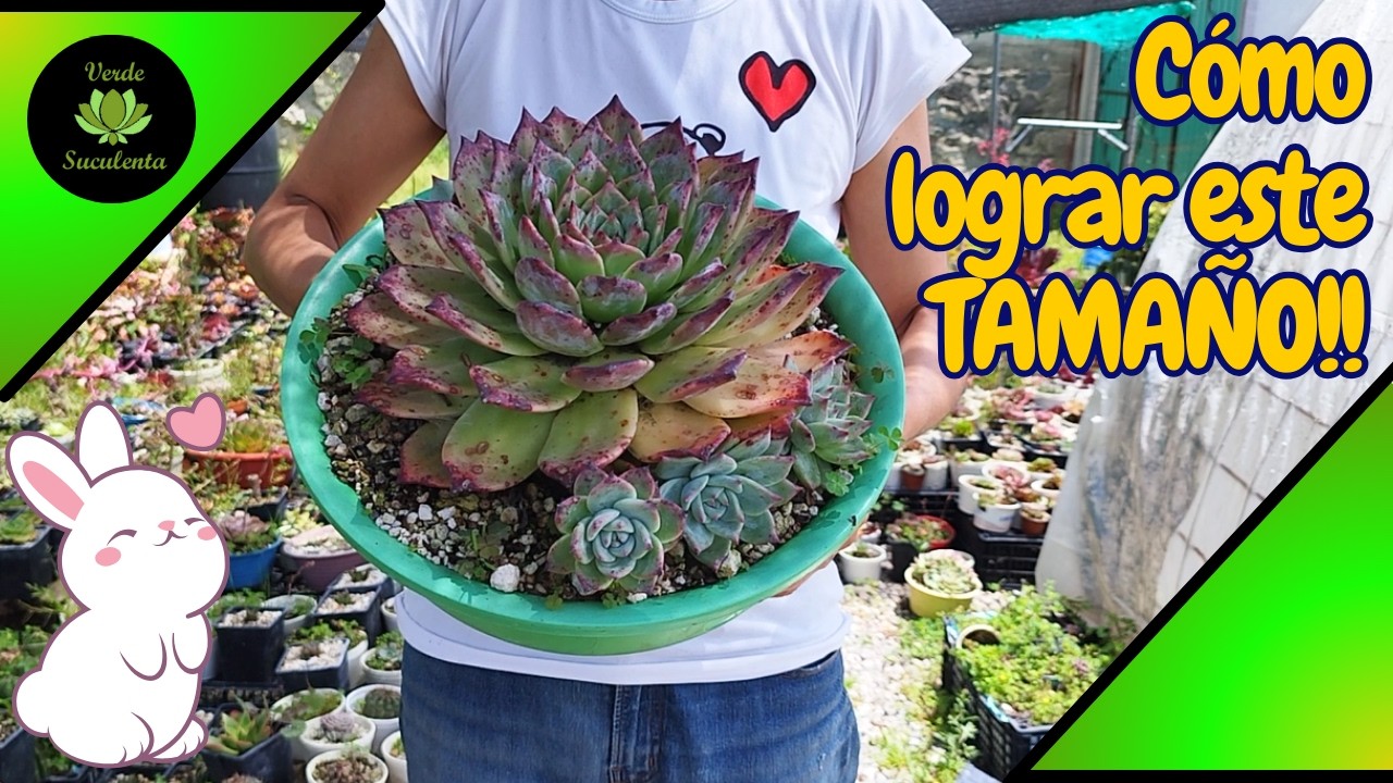 Cómo lograr COLORATAS GRANDOTOTAS y cuidados de las más rojitas del jardín.