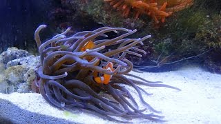 Nano Zeewater Aquarium