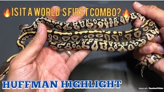 #triggreptiles #huffman #ballpython  CLUTCH UPDATE AND MORE HUFFMAN COMBOS!!! Wealth