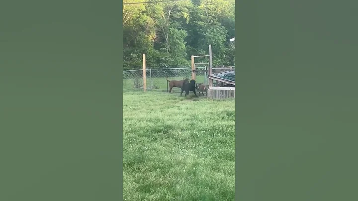 Goat tries to ram dogs😂 #shorts