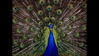 Peacock Basic Facts