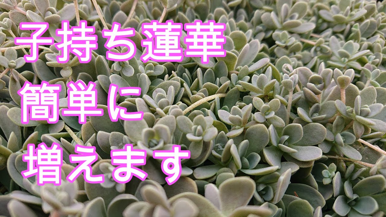 多肉植物】【ガーデニング】増えすぎた『子持ち蓮華』をハリネズミの頭