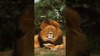 Motivation is For Amateurs... 🦁 #shorts #motivation #discipline #mindset #hopecore #lionmentality