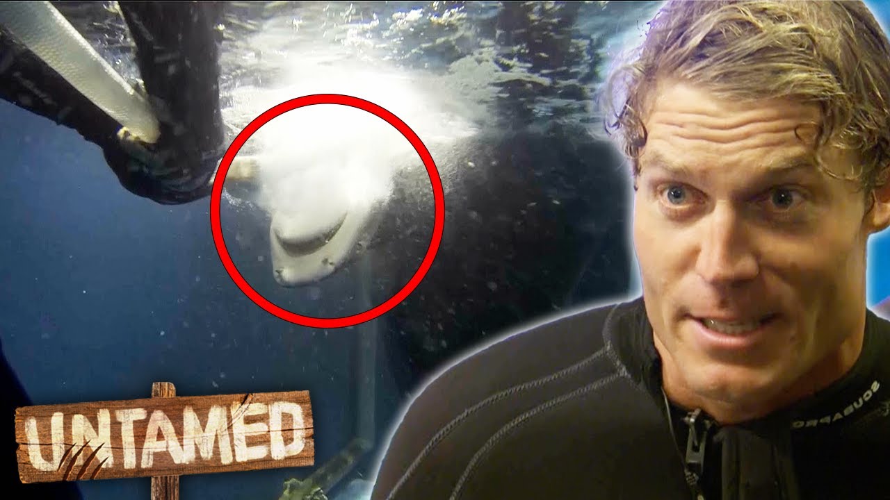 Artificially Inseminating a Shark Is Dangerous Work! 🦈 | Bondi Vet | Untamed Clips | Untamed