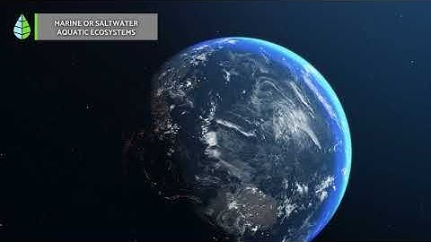 AQUATIC ECOSYSTEMS 🏝️🐠 (Characteristics, TYPES and Examples)