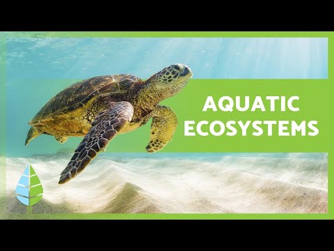 AQUATIC ECOSYSTEMS 🏝️🐠 (Characteristics, TYPES and Examples)