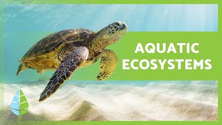 AQUATIC ECOSYSTEMS 🏝️🐠 (Characteristics, TYPES and Examples)