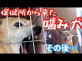 【保健所から来た咬み犬】保健所で人を噛んでしまったミリオくん その後「ロックオン解除方法