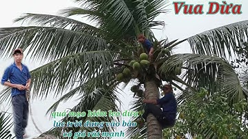 Vua Dừa Miền Tây//vua dừa quá mạo hiểm khi leo cây dừa rất cao trời đang ảnh hưởng bão gió rất mạnh