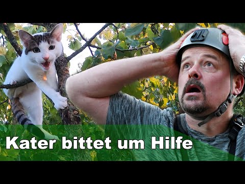 Kater sitzt 15 m hoch auf dem Baum und bittet um Hilfe - Tiernotruf #314