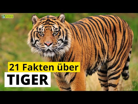 Video: Wo Leben Tiger?