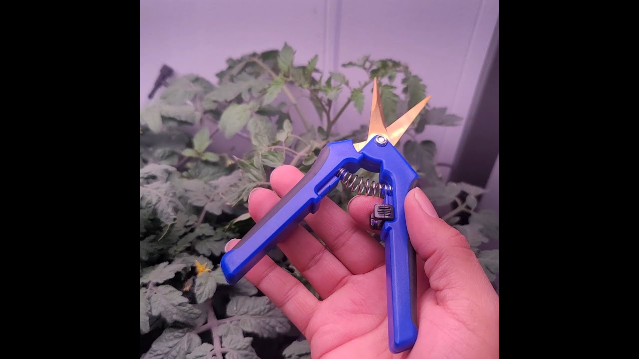 HOW TO PRUNE TOMATOES -  [ #01 ] Aerogarden
