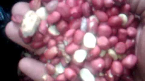 RED SEED PEANUT INDIAN APRIL 2011 CROP