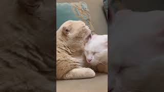 Tatlı Kediciklerim Benim 🤗 Şfet