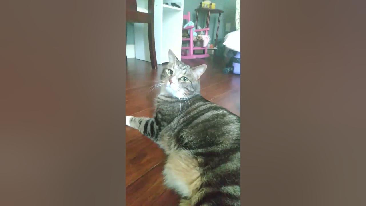 Angry Cat - Angry Cat
