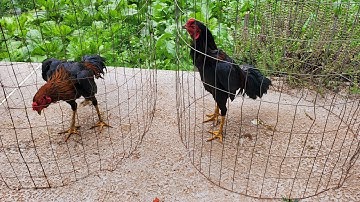 Update menyuam qaib Simba 100% 11/30/2025