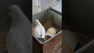 Hamara Sabse Purana Kabutar 😍 Mutto #pigeon #status 🕊 #shorts