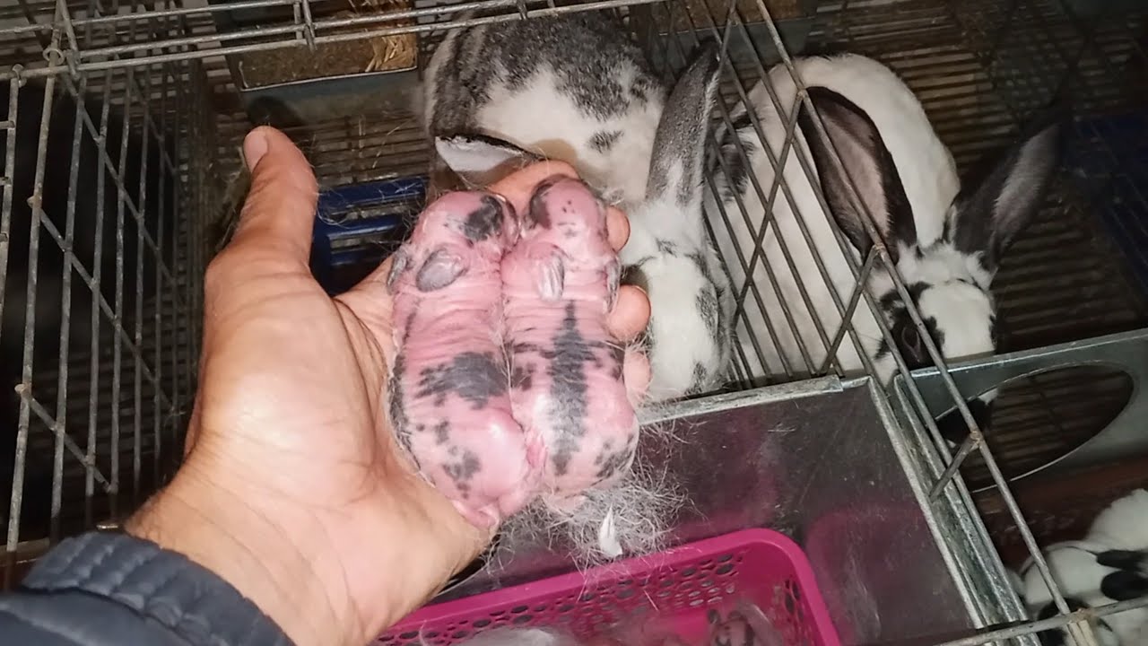 كيفية نجاح مشروع تربية الأرانب على الاقفاص بطريقة سهلة و بسيطة 