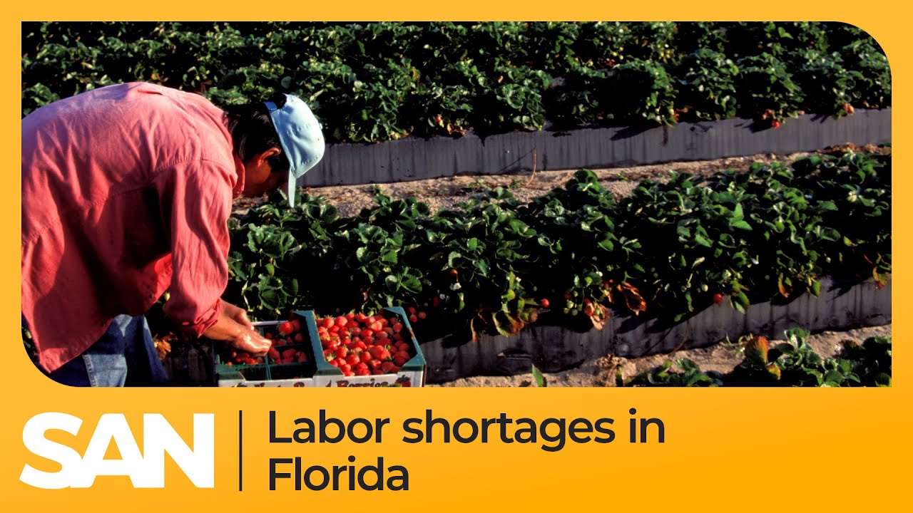 Labor shortages reported in Florida as strict immigration law takes effect