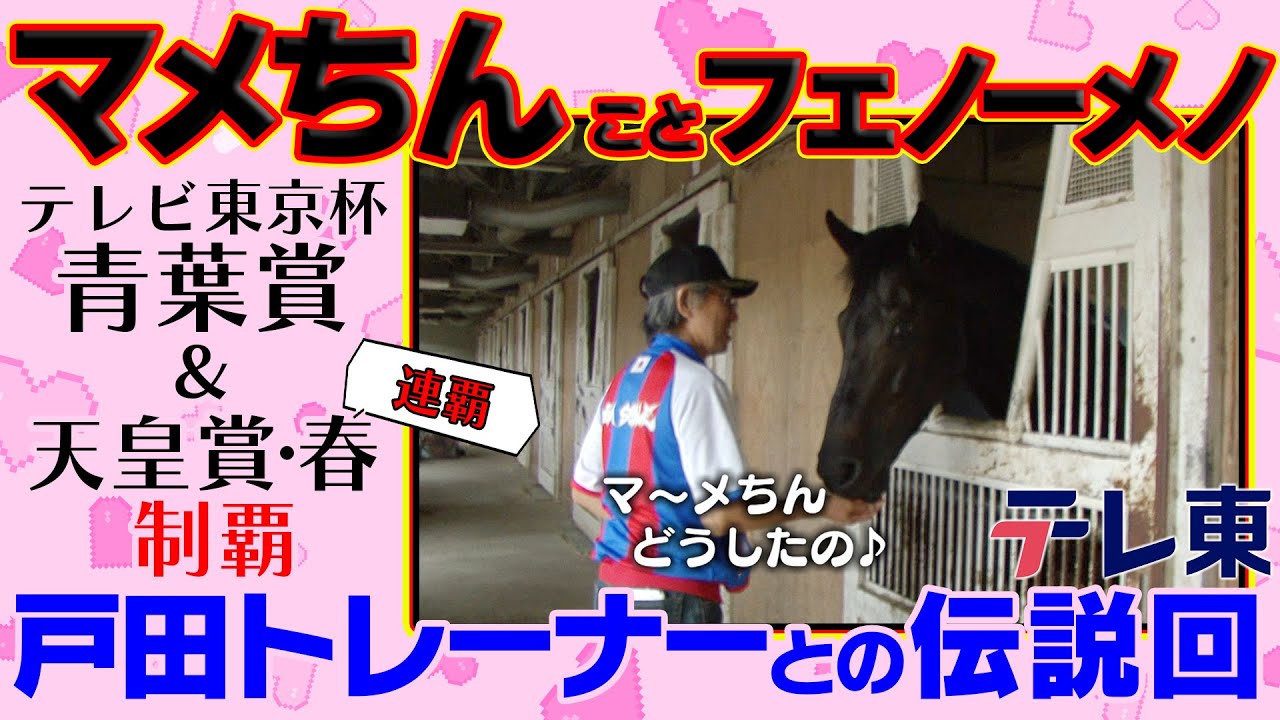 【マメちん】正義感溢れる名馬フェノーメノと戸田博文トレーナーとの愛（2014年放送）