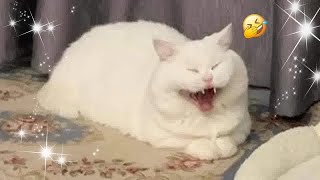 Funny Dogs, Cats and Animals Videos 2023 😿Most Trending Animal Videos #50