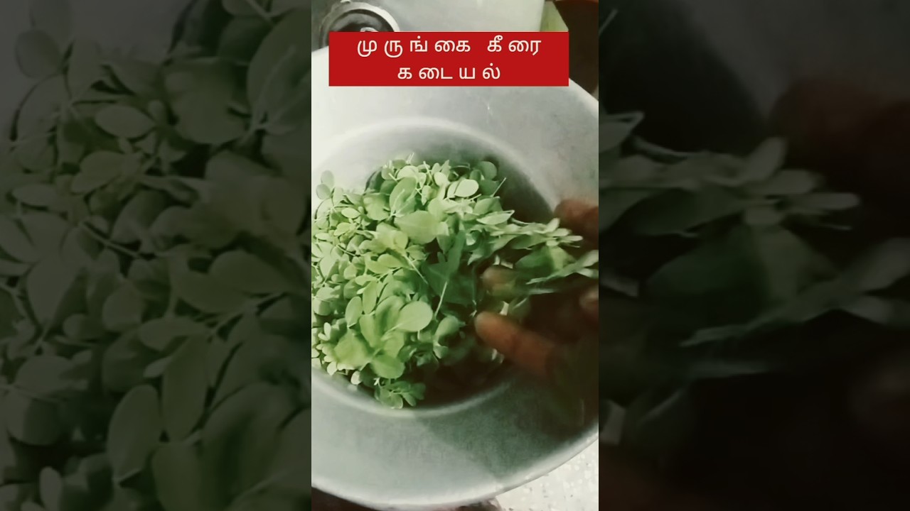 murungai keerai kadayal@Universe555tailor