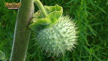 ¿Cuál es la planta más temible del mundo?