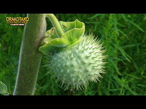 Video: ¿Las flores de perifollo son venenosas?