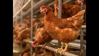 Famous Eggs 101 - Hen Health Wealth