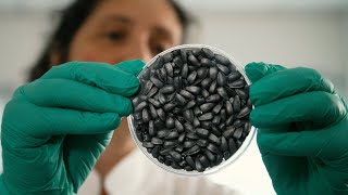 Silver moonlight, the new face of the Lidea's sunflower seeds