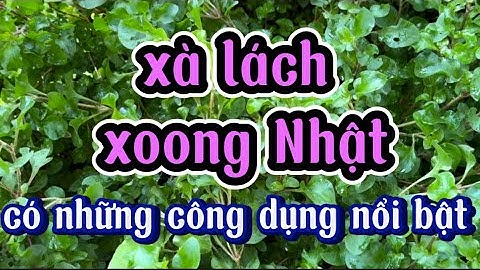 Xà lách xoong Nhật có những công dụng nổi bật