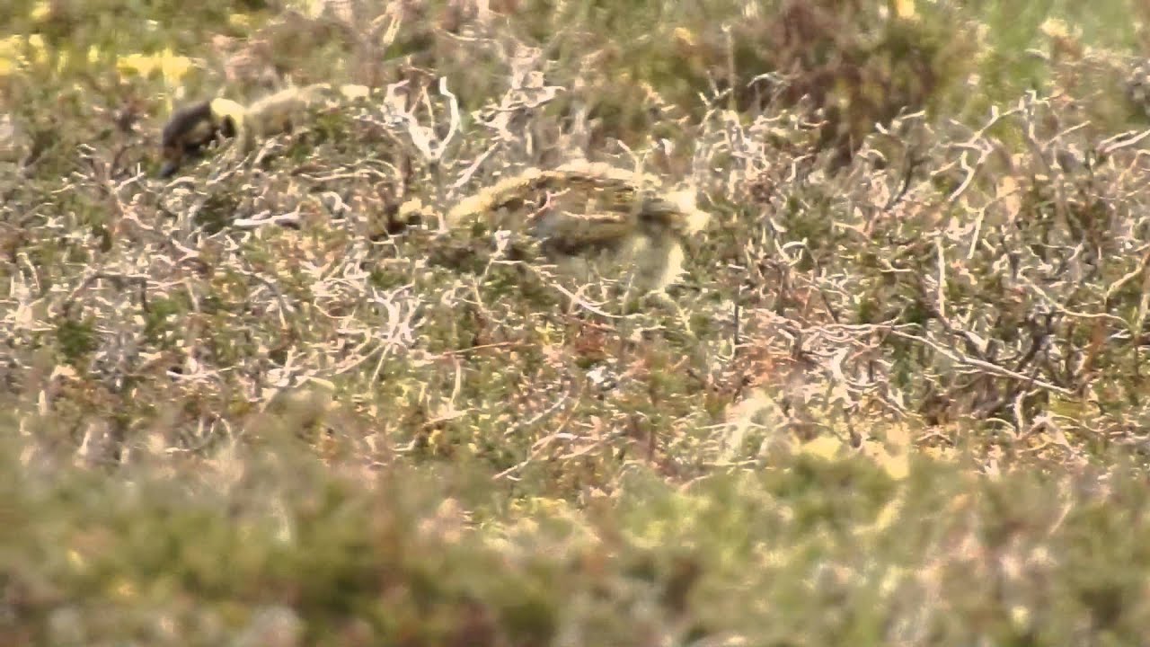 camera iphone 8 plus apk Red Grouse Chicks