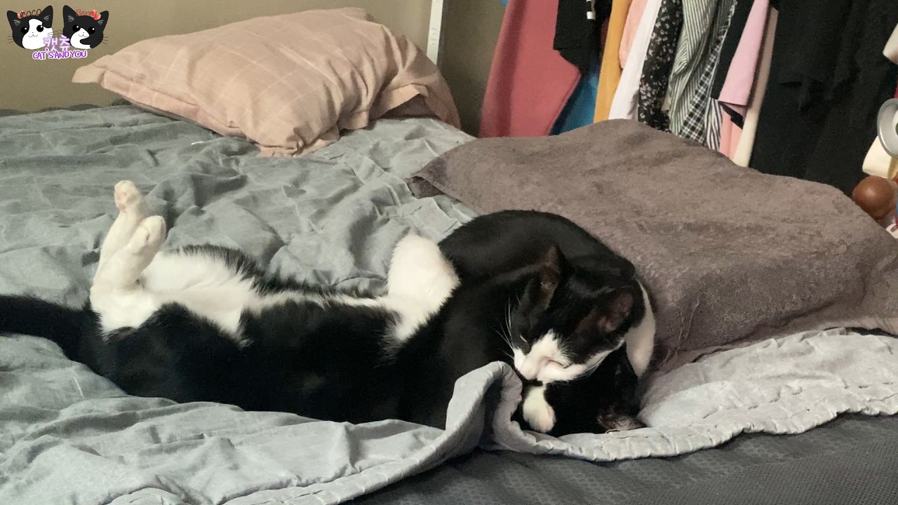 형제 고양이 둘이서 알콩달콩 하게 있는 모습을 보니 너무너무 행복합니다~  #고양이 #고양이일상